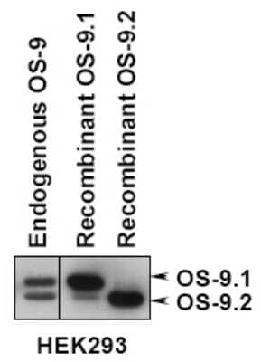 <b>Genetic Strategies Validation. </b>Western Blot: OS9 Antibody [NB100-519] - Detection of OS-9.1 and OS-9.2 in total HEK293 cells, HEK293 cells expressing OS-9.1 or OS-9.2 by western analysis.