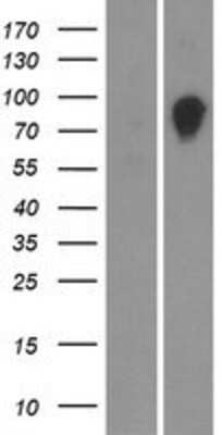 Western Blot OS9 Overexpression Lysate