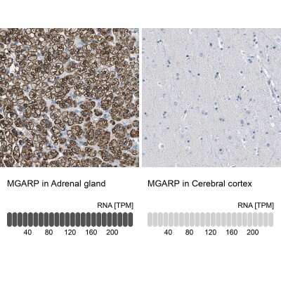 Immunohistochemistry-Paraffin: OSAP Antibody [NBP2-54955] - Staining in human adrenal gland and cerebral cortex tissues using anti-MGARP antibody. Corresponding MGARP RNA-seq data are presented for the same tissues.