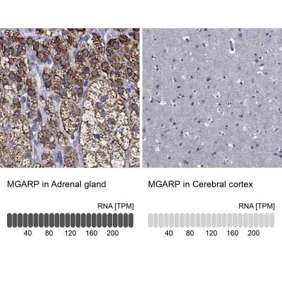 Immunohistochemistry-Paraffin: OSAP Antibody [NBP3-17084] - Analysis in human adrenal gland and cerebral cortex tissues using Anti-MGARP antibody. Corresponding MGARP RNA-seq data are presented for the same tissues.