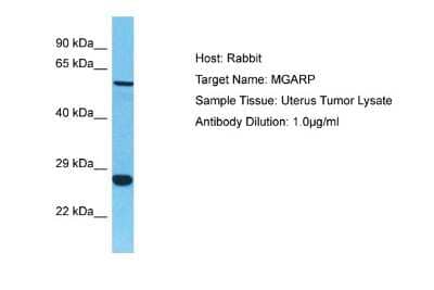 Western Blot OSAP Antibody - BSA Free