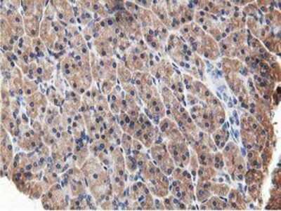 Immunohistochemistry-Paraffin: OSBP1 Antibody (1F2) [NBP2-00935] - Staining of paraffin-embedded Human pancreas tissue using anti-OSBP1 mouse monoclonal antibody.