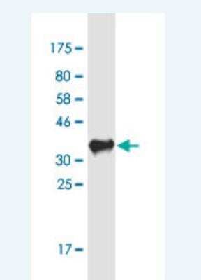 Western Blot OSBP2 Antibody (2B4) - Azide and BSA Free