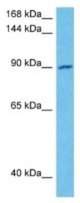 Western Blot OSBP2 Antibody - BSA Free