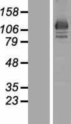 Western Blot: OSBP2 Overexpression Lysate (Adult Normal) [NBP2-06193] Left-Empty vector transfected control cell lysate (HEK293 cell lysate); Right -Over-expression Lysate for OSBP2.
