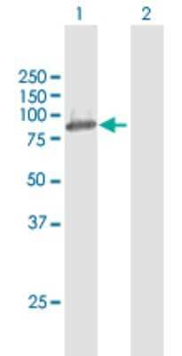 Western Blot: OSBPL10 Antibody [H00114884-D01P] - Analysis of OSBPL10 expression in transfected 293T cell line by OSBPL10 polyclonal antibody.Lane 1: OSBPL10 transfected lysate(84.00 KDa).Lane 2: Non-transfected lysate.