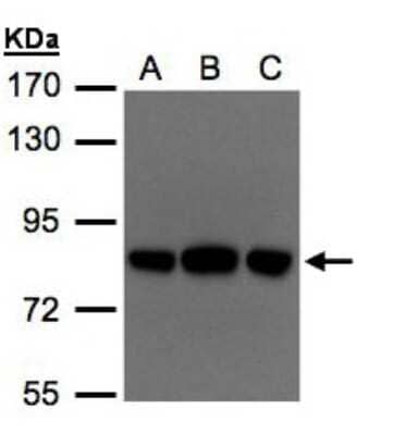 Western Blot: OSBPL10 Antibody [NBP1-31071] - Sample(30 ug of whole cell lysate)A:Hep G2 B:MOLT4 C:Raji 7. 5% SDS PAGE, antibody diluted at 1:500.