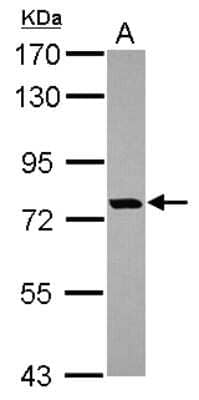 Western Blot: OSBPL10 Antibody [NBP2-19636] - Sample (30 ug of whole cell lysate) A: Hep G2 7. 5% SDS PAGE gel, diluted at 1:2000.