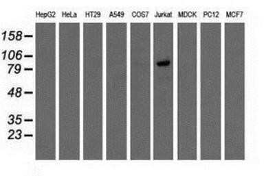 Western Blot OSBPL11 Antibody (OTI6A6) - Azide and BSA Free