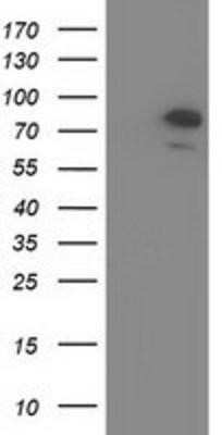 Western Blot OSBPL11 Antibody (OTI6A6) - Azide and BSA Free