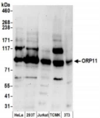 Western Blot: OSBPL11 Antibody [NBP2-36544] - Samples: Whole cell lysate (50 ug) from HeLa, 293T, Jurkat,  mouse TCMK-1, and mouse NIH3T3 cells prepared using NETN lysis buffer. Antibodies: Affinity purified rabbit anti-ORP11 antibody used for WB at 0.1 ug/ml. Detection: Chemiluminescence with an exposure time of 3 minutes.
