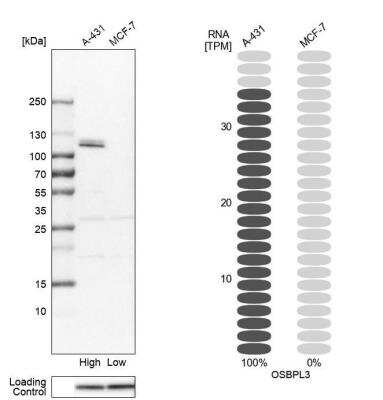 Western Blot: OSBPL3 Antibody [NBP1-82968] - Analysis in human cell lines A-431 and MCF-7 using Anti-OSBPL3 antibody. Corresponding OSBPL3 RNA-seq data are presented for the same cell lines. Loading control: Anti-GAPDH.