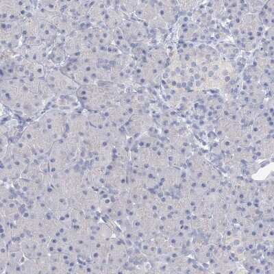 Immunohistochemistry-Paraffin: OSBPL6 Antibody [NBP1-82475] - Staining of human pancreas shows low expression as expected.