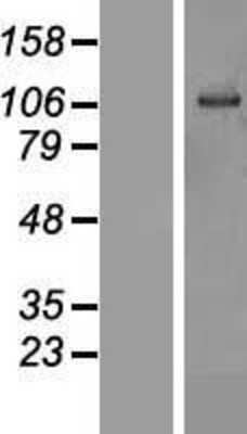 Western Blot OSBPL6 Overexpression Lysate