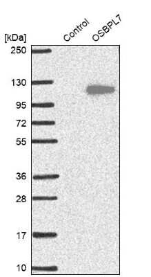 Western Blot: OSBPL7 Antibody [NBP1-81054] - Analysis in control (vector only transfected HEK293T lysate) and OSBPL7 over-expression lysate (Co-expressed with a C-terminal myc-DDK tag (3.1 kDa) in mammalian HEK293T cells).