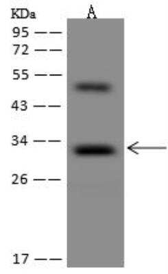 Western Blot: OSER1 Antibody [NBP3-12611] - Lane A: Mouse liver tissue lysateLysates/proteins at 30 ug per lane.SecondaryGoat Anti-Rabbit IgG (H+L)/HRP at 1/10000 dilution.Developed using the ECL technique.Performed under reducing conditions.Predicted band size:32 kDaObserved band size:32 kDa