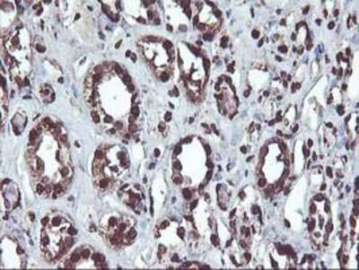 Immunohistochemistry-Paraffin: OSGEP Antibody (9E3) [NBP2-00823] - Staining of paraffin-embedded Human Kidney tissue using anti-OSGEP mouse monoclonal antibody.