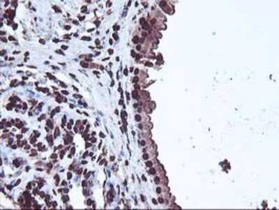 Immunohistochemistry: OSGEP Antibody (OTI9E3) - Azide and BSA Free [NBP2-73163] - Staining of paraffin-embedded Human breast tissue using anti-OSGEP mouse monoclonal antibody.