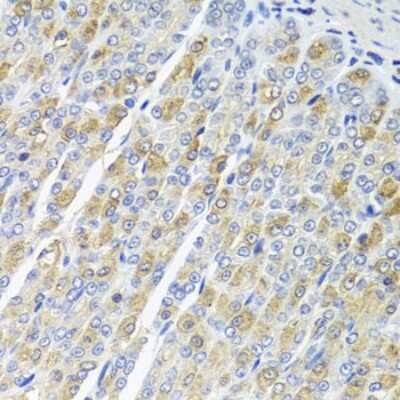 Immunohistochemistry-Paraffin: OSGEPL1 Antibody [NBP2-93751] - Paraffin-embedded mouse stomach using OSGEPL1 .