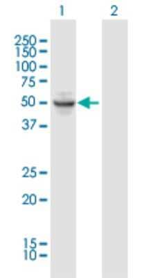 Western Blot: OSGIN1 Antibody [H00029948-B01P] - Analysis of OSGIN1 expression in transfected 293T cell line by OSGIN1 polyclonal antibody.  Lane 1: OKL38 transfected lysate(52.47 KDa). Lane 2: Non-transfected lysate.