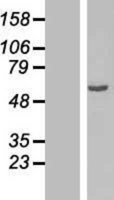 Western Blot: OSGIN2 Overexpression Lysate (Adult Normal) [NBP2-07878] Left-Empty vector transfected control cell lysate (HEK293 cell lysate); Right -Over-expression Lysate for OSGIN2.