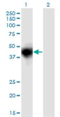 Western Blot: OSMR Antibody (3E12) [H00009180-M03] - Analysis of OSMR expression in transfected 293T cell line by OSMR monoclonal antibody (M03), clone 3E12. Lane 1: OSMR transfected lysatE (39.5 KDa). Lane 2: Non-transfected lysate.