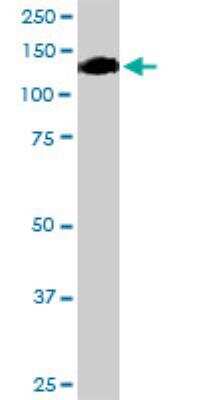 Western Blot: OSMR Antibody [H00009180-D01P] - OSMR MaxPab rabbit polyclonal antibody. Western Blot analysis of OSMR expression in mouse intestine.
