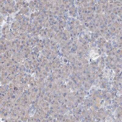 Immunohistochemistry-Paraffin: OSTalpha Antibody [NBP1-87507] - Staining of human pancreas shows low expression as expected.