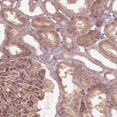 Immunohistochemistry-Paraffin: OTOGL Antibody [NBP2-54991] - Immunohistochemical staining of human kidney shows moderate cytoplasmic positivity in cells in tubules and in glomeruli.