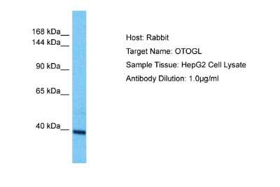 Western Blot: OTOGL Antibody [NBP2-83350] - Host: Rabbit. Target Name: OTOGL. Sample Type: HepG2 Whole Cell lysates. Antibody Dilution: 1.0ug/ml