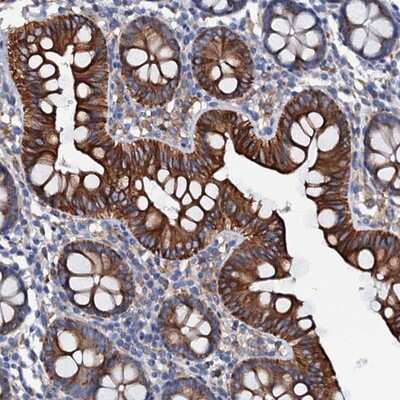 Immunohistochemistry-Paraffin: OTOL1 Antibody [NBP1-90699] - Staining of human colon shows strong cytoplasmic and membranous positivity in glandular cells.