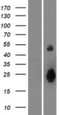 Western Blot: OTOL1 Overexpression Lysate (Adult Normal) [NBP2-08497] Left-Empty vector transfected control cell lysate (HEK293 cell lysate); Right -Over-expression Lysate for OTOL1.