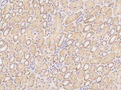 Immunohistochemistry-Paraffin: OTOP1 Antibody [NBP3-06362] - Immunochemical staining of human OTOP1 in human kidney with rabbit polyclonal antibody at 1:100 dilution, formalin-fixed paraffin embedded sections.