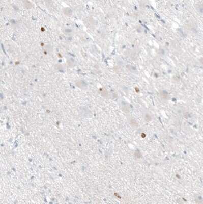 Immunohistochemistry-Paraffin OTP Antibody (CL11225)