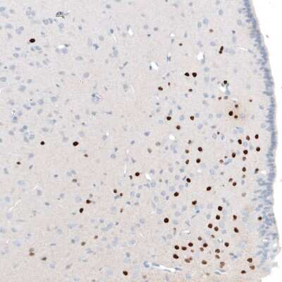 Immunohistochemistry-Paraffin OTP Antibody (CL11225)