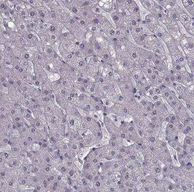 Immunohistochemistry-Paraffin: OTP Antibody [NBP2-68751] - Staining of human liver shows no positivity in hepatocytes as expected.