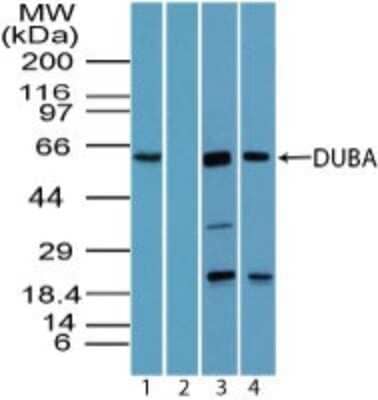Western Blot: OTUD5 Antibody [NBP2-24634] - Analysis of DUBA in human liver lysate in the 1) absence and 2) presence of immunizing peptide, 3) mouse liver lysate and 4) rat liver lysate using this antibody. Goat anti-rabbit Ig HRP secondary antibody and PicoTect ECL substrate solution were used for this test.