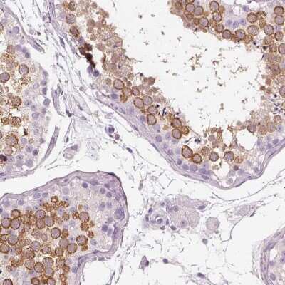Immunohistochemistry-Paraffin: OTUD6A Antibody [NBP2-49078] - Staining of human testis shows high expression.