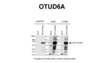 Western Blot: OTUD6A Antibody [NBP1-91498] - Titration: 2 ug/ml Positive Control: Human HeLa Cell line.