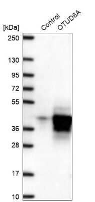 Western Blot: OTUD6A Antibody [NBP2-49078] - Analysis in control (vector only transfected HEK293T lysate) and OTUD6A over-expression lysate (Co-expressed with a C-terminal myc-DDK tag (3.1 kDa) in mammalian HEK293T cells).