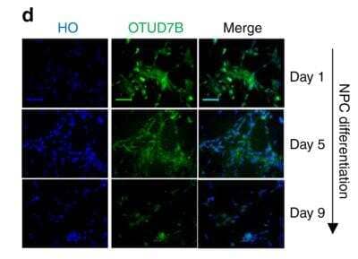 Immunocytochemistry/Immunofluorescence: OTUD7B/Cezanne/ZA20D1 Antibody [NBP1-88095] - NPCs were plated in Matrigel-coated six-well plate for neuronal differentiation. For the indicated times, fixed and stained with anti-OTUD7B (green). Nuclei were counterstained with HO (blue). Image collected and cropped by CiteAb from the following publication (//www.nature.com/articles/s41467-018-07025-z) licensed under a CC-BY license.