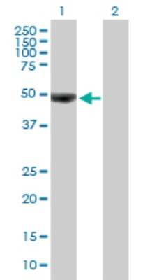 Western Blot: OTUD7B/Cezanne/ZA20D1 Antibody [H00056957-B01P] - Analysis of OTUD7B expression in transfected 293T cell line by OTUD7B polyclonal antibody.  Lane 1: ZA20D1 transfected lysate(46.97 KDa). Lane 2: Non-transfected lysate.