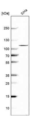 Western Blot OTUD7B/Cezanne/ZA20D1 Antibody