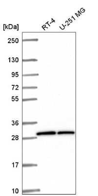 Western Blot OVCA2 Antibody - BSA Free