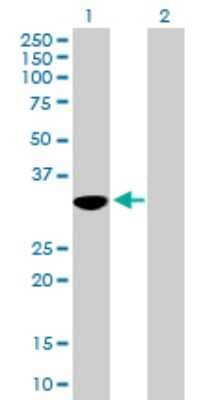 Western Blot: OVOL1 Antibody [H00005017-B01P] - Analysis of OVOL1 expression in transfected 293T cell line by OVOL1 polyclonal antibody.  Lane 1: OVOL1 transfected lysate(29.48 KDa). Lane 2: Non-transfected lysate.