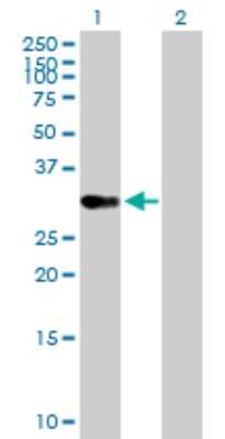 Western Blot: OVOL1 Antibody [H00005017-B02P] - Analysis of OVOL1 expression in transfected 293T cell line by OVOL1 polyclonal antibody.  Lane 1: OVOL1 transfected lysate(29.37 KDa). Lane 2: Non-transfected lysate.