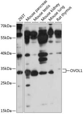 Western Blot OVOL1 Antibody - Azide and BSA Free