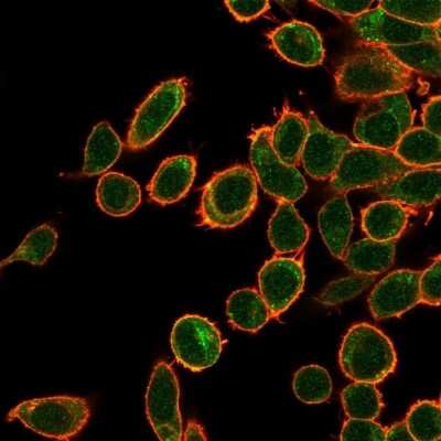 Immunocytochemistry/Immunofluorescence: OVOL2 Antibody (PCRP-OVOL2-2A1) [NBP3-08926] - Immunofluorescent analysis of PFA-fixed HeLa cells. OVOL2 Mouse Monoclonal Antibody (PCRP-OVOL2-2A1) followed by goat anti- Mouse IgG-CF488 (green); phalloidin counterstain (red).