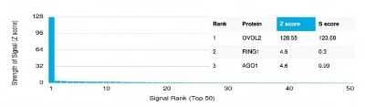 Protein Array OVOL2 Antibody (PCRP-OVOL2-2A1)