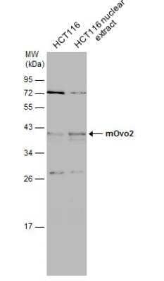 Western Blot: OVOL2 Antibody [NBP2-42907] - HCT-116 whole cell and nuclear extracts (30 ug) were separated by 12% SDS-PAGE, and the membrane was blotted with OVOL2 antibody diluted at 1:1000.